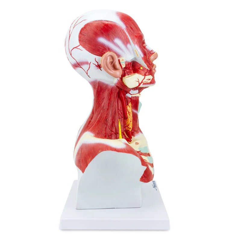 Head and Neck Muscles Model