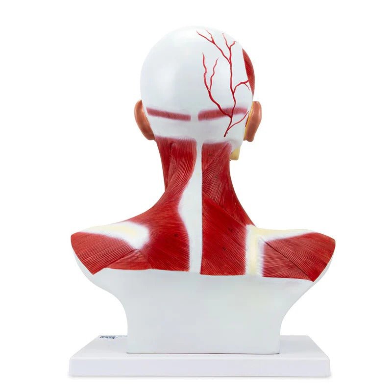 Head and Neck Muscles Model