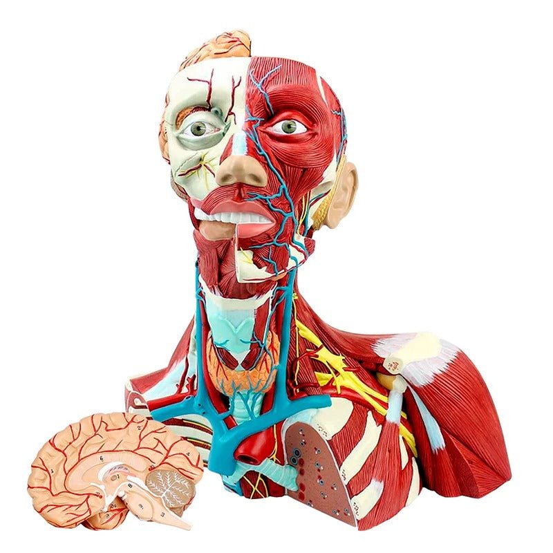 Head, Heck, & Thoracic Muscles Model, 3 Parts