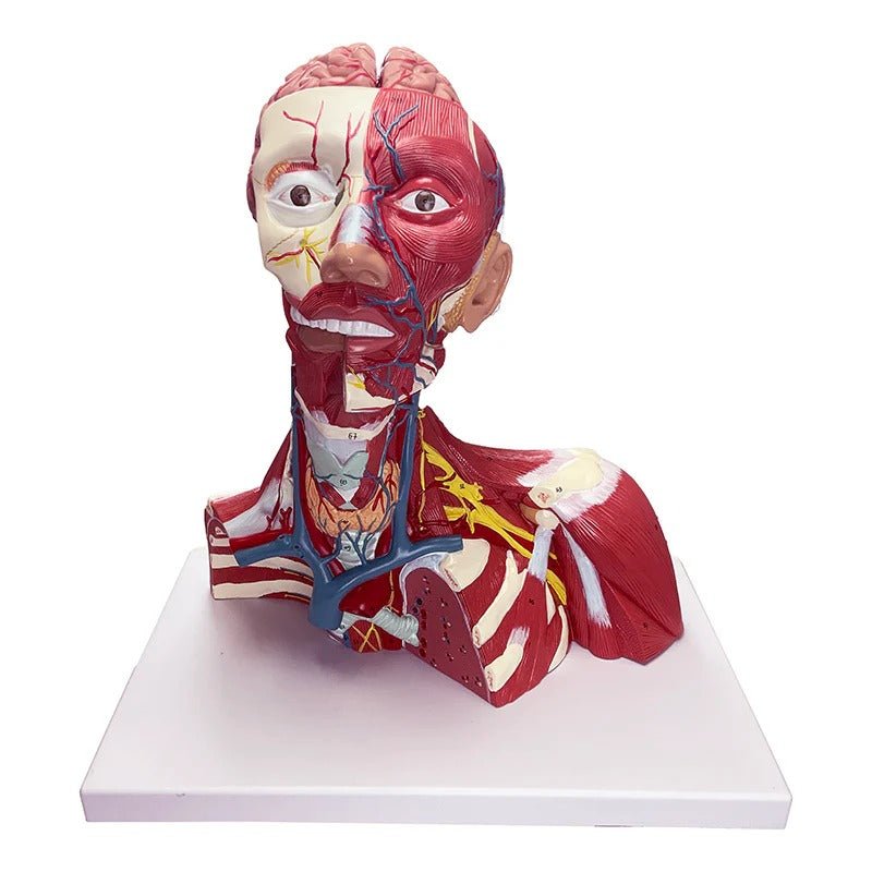 Head, Heck, & Thoracic Muscles Model, 3 Parts