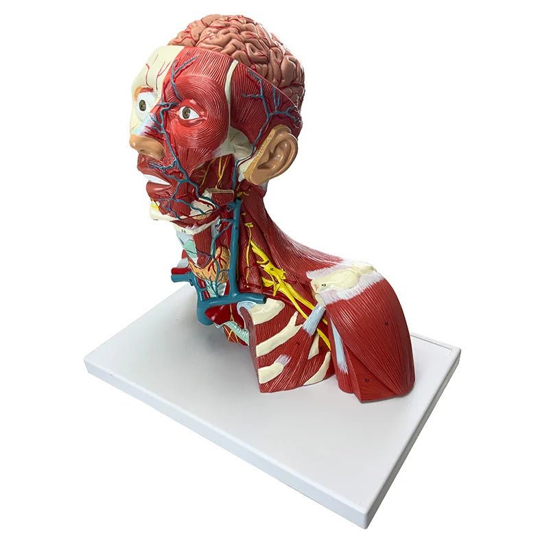 Head, Heck, & Thoracic Muscles Model, 3 Parts