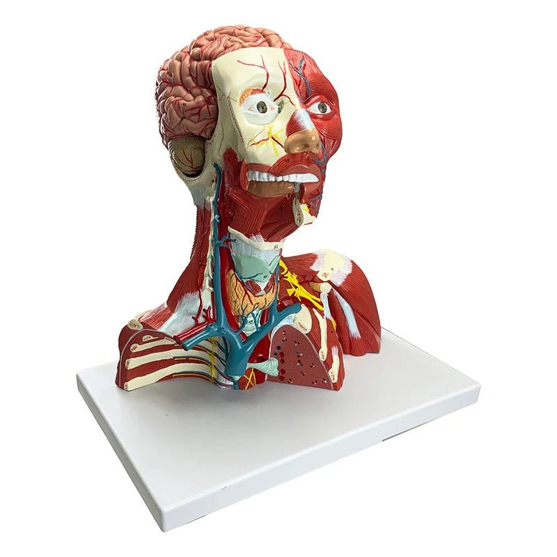 Head, Heck, & Thoracic Muscles Model, 3 Parts