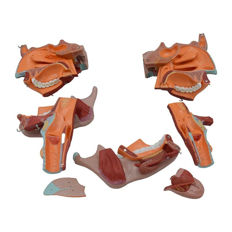 Head Musculature Model, Enlarged, 10 Parts