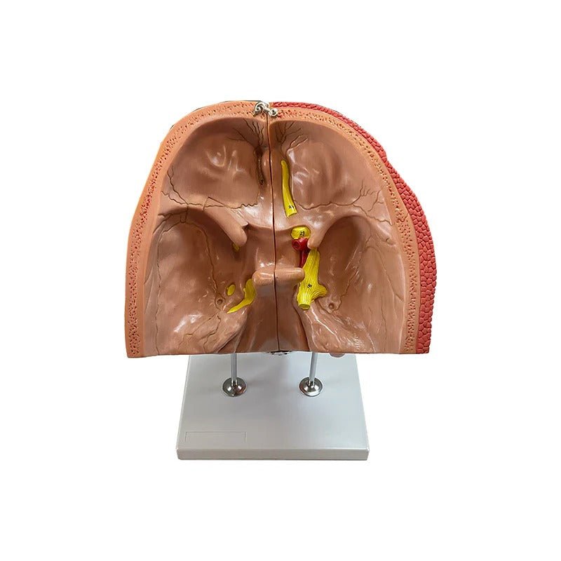 Head Musculature Model, Enlarged, 10 Parts