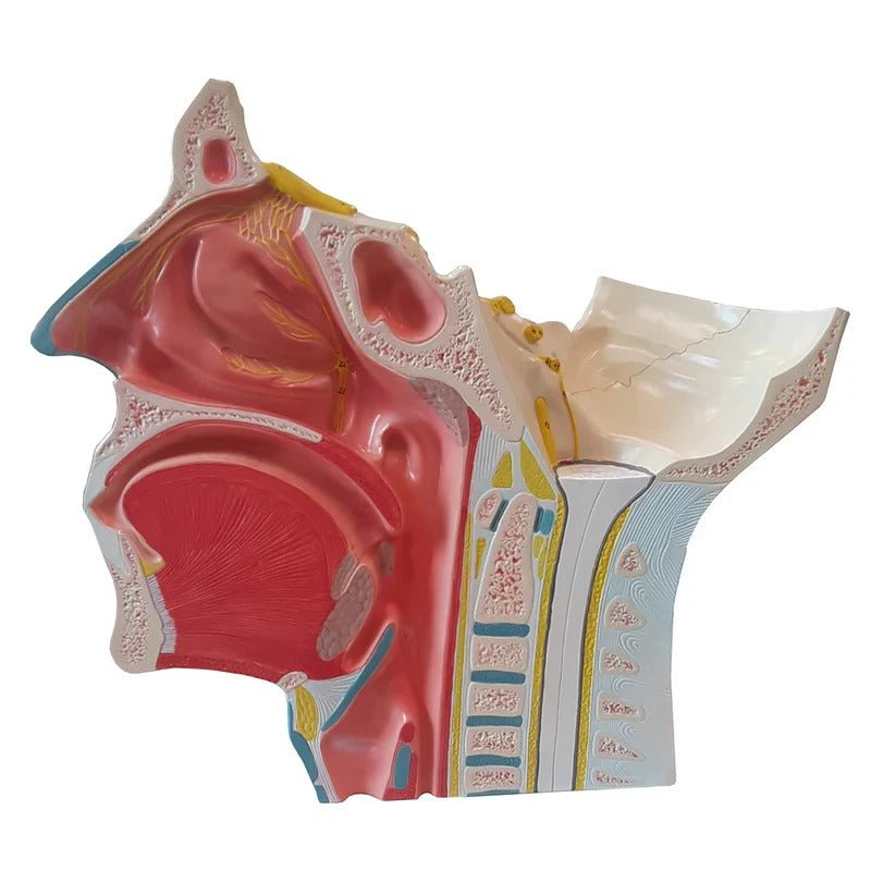 Head Musculature with Cranial & Autonomic Nerves Model, 2 1/2X Enlarged