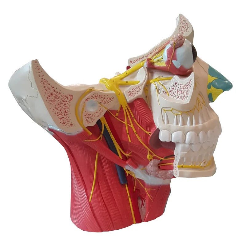 Head Musculature with Cranial & Autonomic Nerves Model, 2 1/2X Enlarged