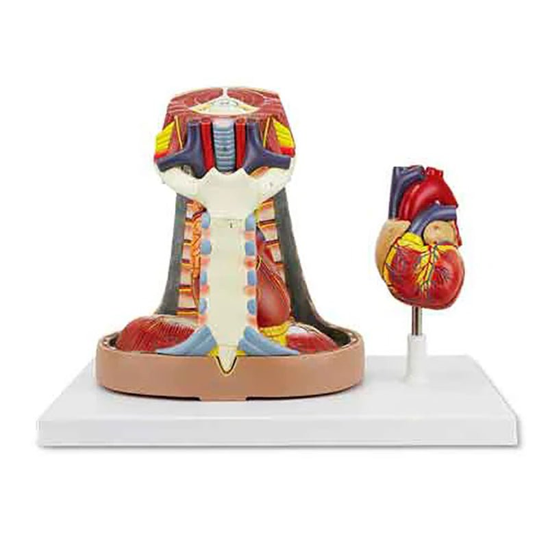 Heart Model with Esophagus and Trachea Model, 6-Parts