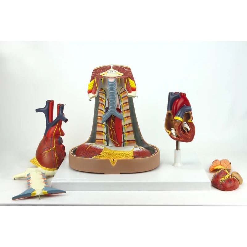Heart Model with Esophagus and Trachea Model, 6-Parts