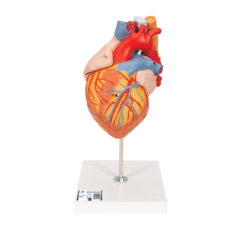 Heart with Esophagus and Trachea, 2x life size, 5 part