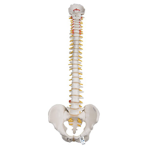 Highly Flexible Spine Model