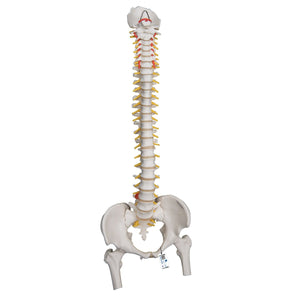 Highly Flexible Spine Model with Femur Heads