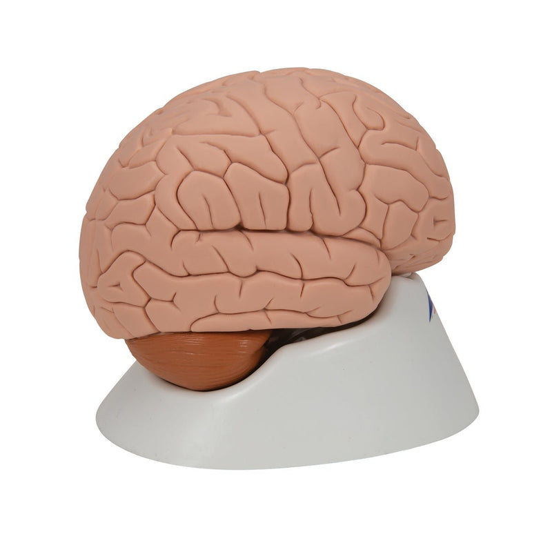 Human Brain Model, 2 parts
