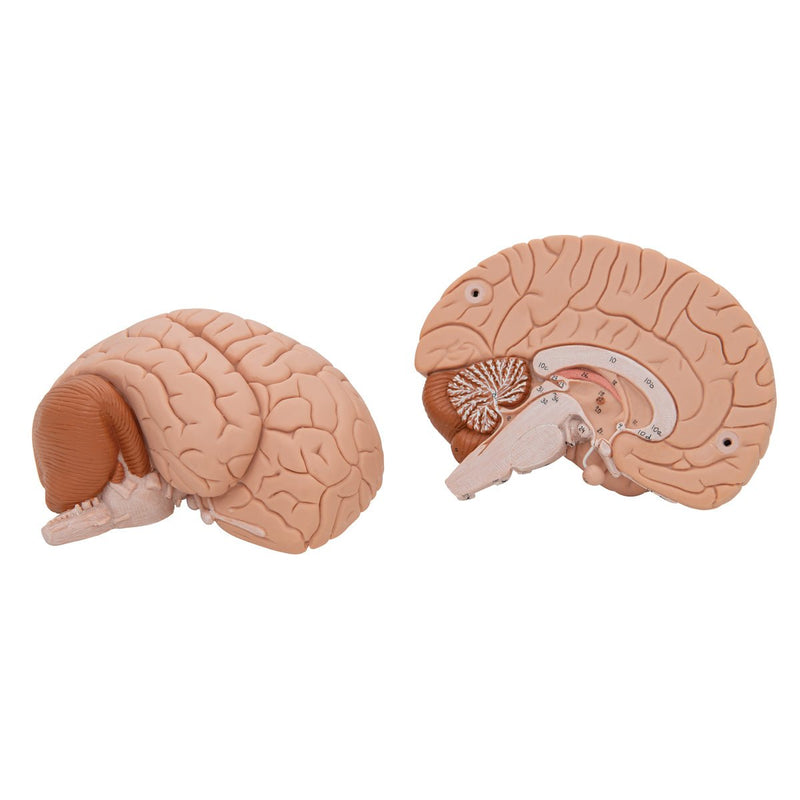Human Brain Model, 2 parts, Numbered