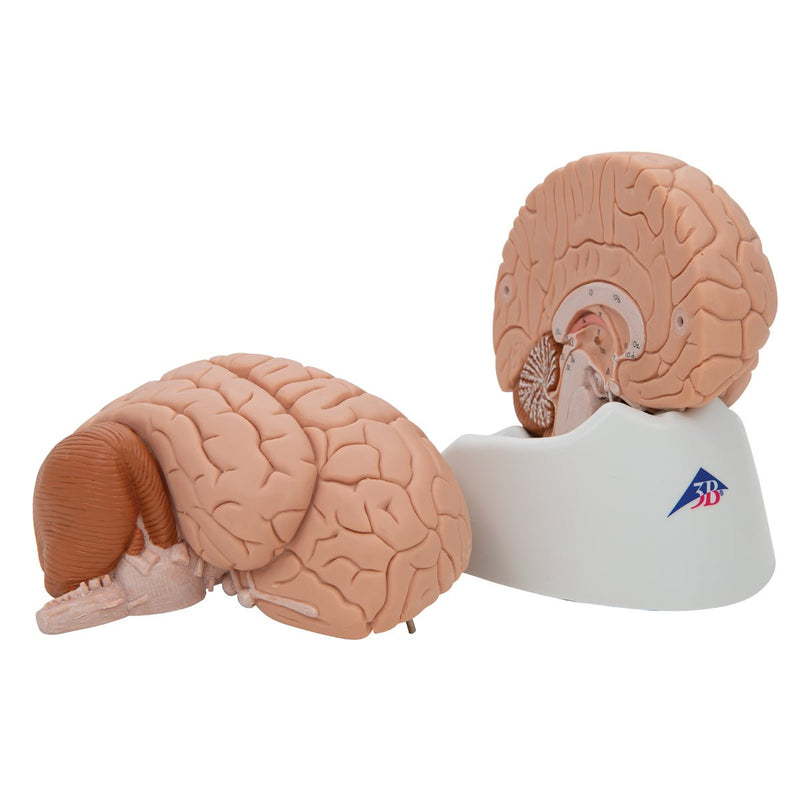 Human Brain Model, 2 parts, Numbered