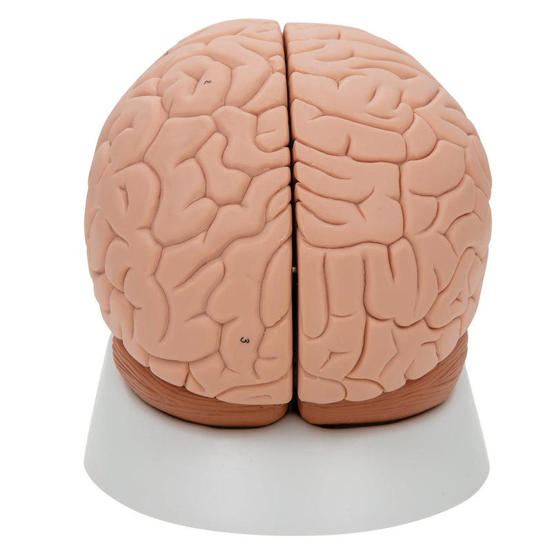 Human Brain Model, 2 parts, Numbered