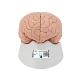 Human Brain Model, 2 parts, Numbered