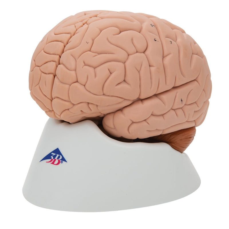 Human Brain Model, 2 parts, Numbered