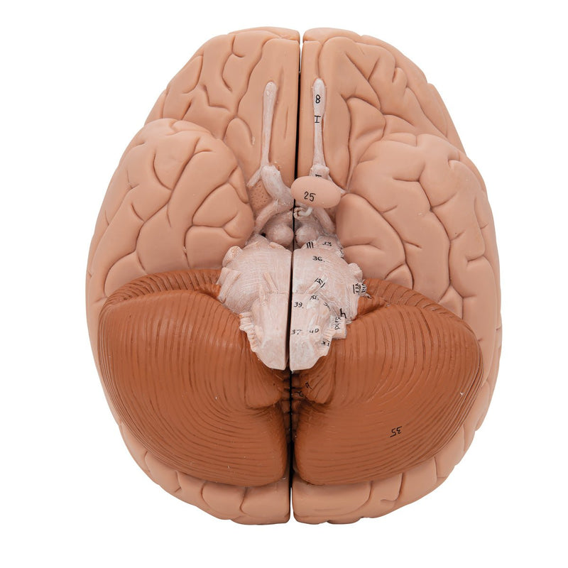 Human Brain Model, 2 parts, Numbered
