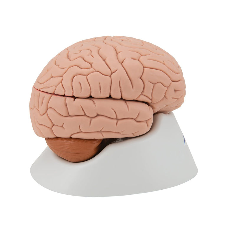 Human Brain Model, 4 parts