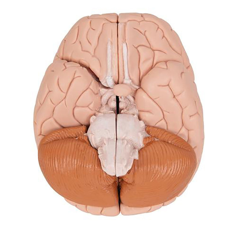 Human Brain Model, 4 parts