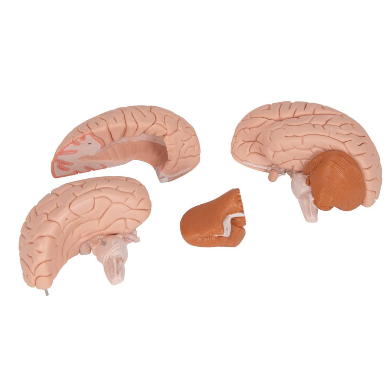 Human Brain Model, 4 parts