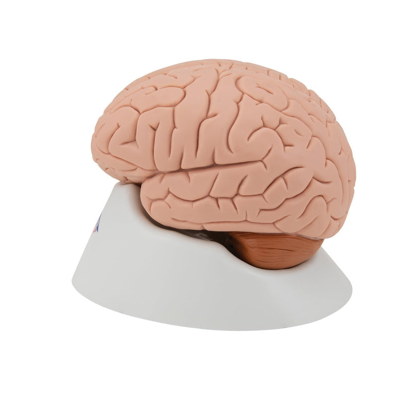 Human Brain Model, 4 parts