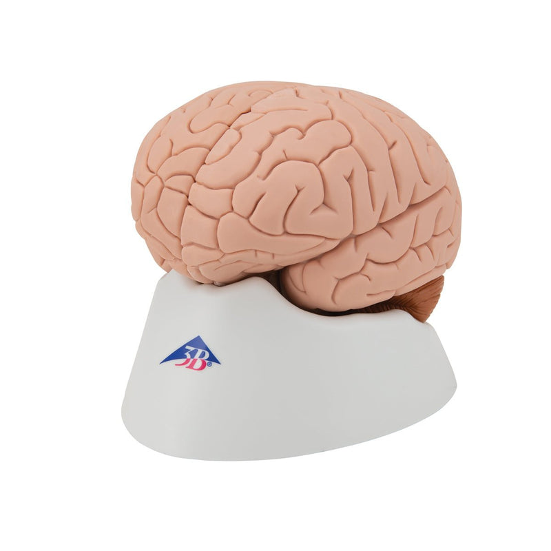 Human Brain Model, 4 parts