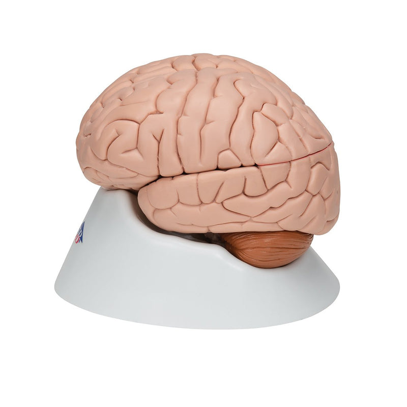 Human Brain Model, 8 parts