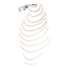 Human Ribs Model