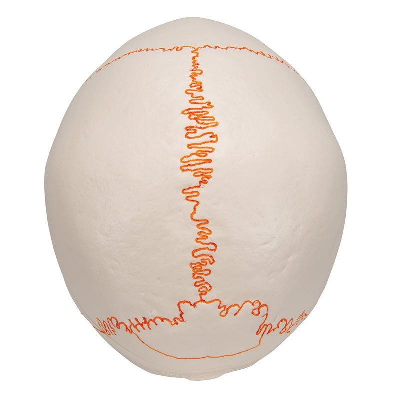 Human Skull Model, 3 part