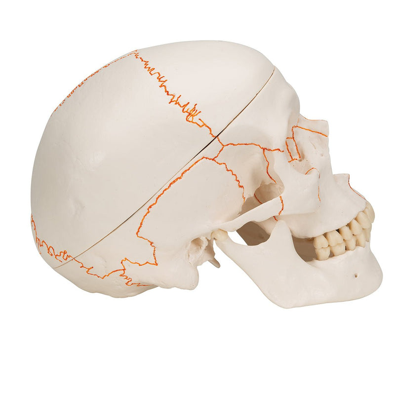 Human Skull Model, 3 part