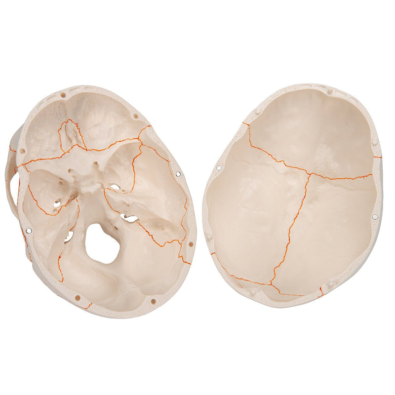 Human Skull Model, 3 part