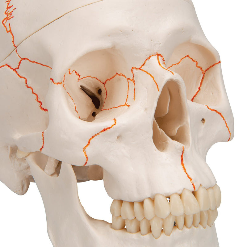 Human Skull Model, 3 part