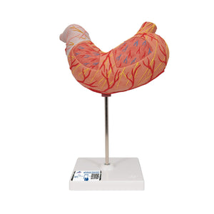 Human Stomach Model, 2-part