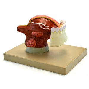 Human Teeth With Tongue Anatomical Model, 2 Times Life Size