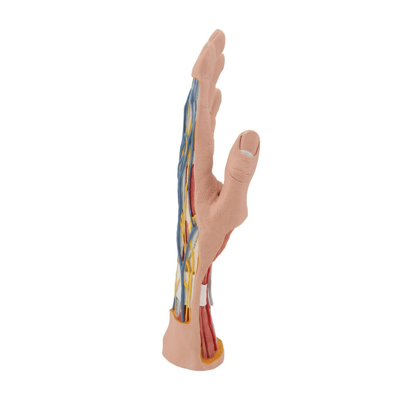 Internal Structure of the Hand Model, 3 part