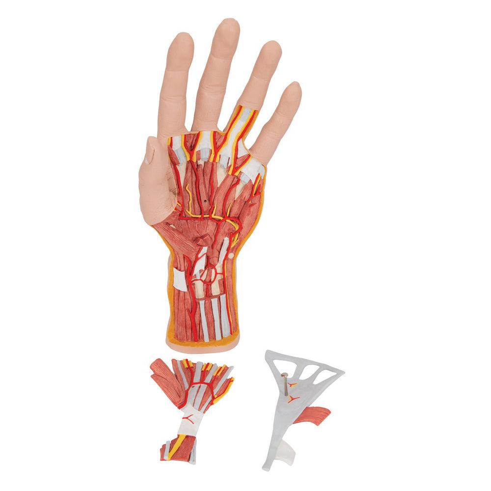 Hand Description Inner Internal Structure of the Hand Model, 3 part – GTSimulators.com
