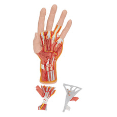Internal Structure of the Hand Model, 3 part