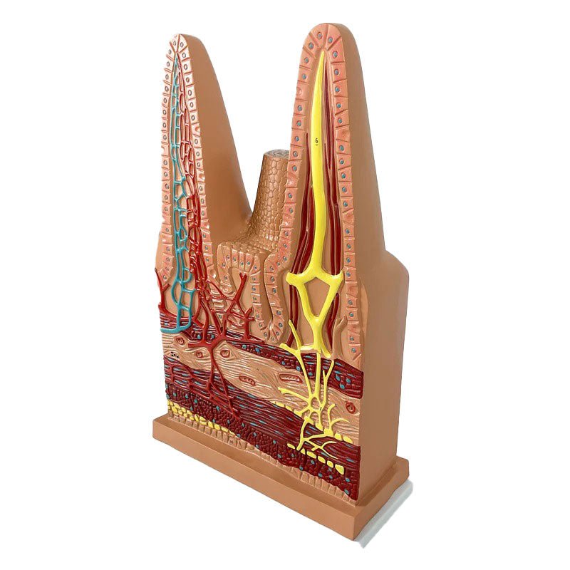 Intestinal Villi Model, 100X Enlarged