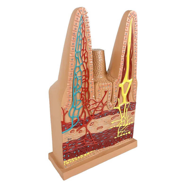 Intestinal Villi Model, 100X Enlarged
