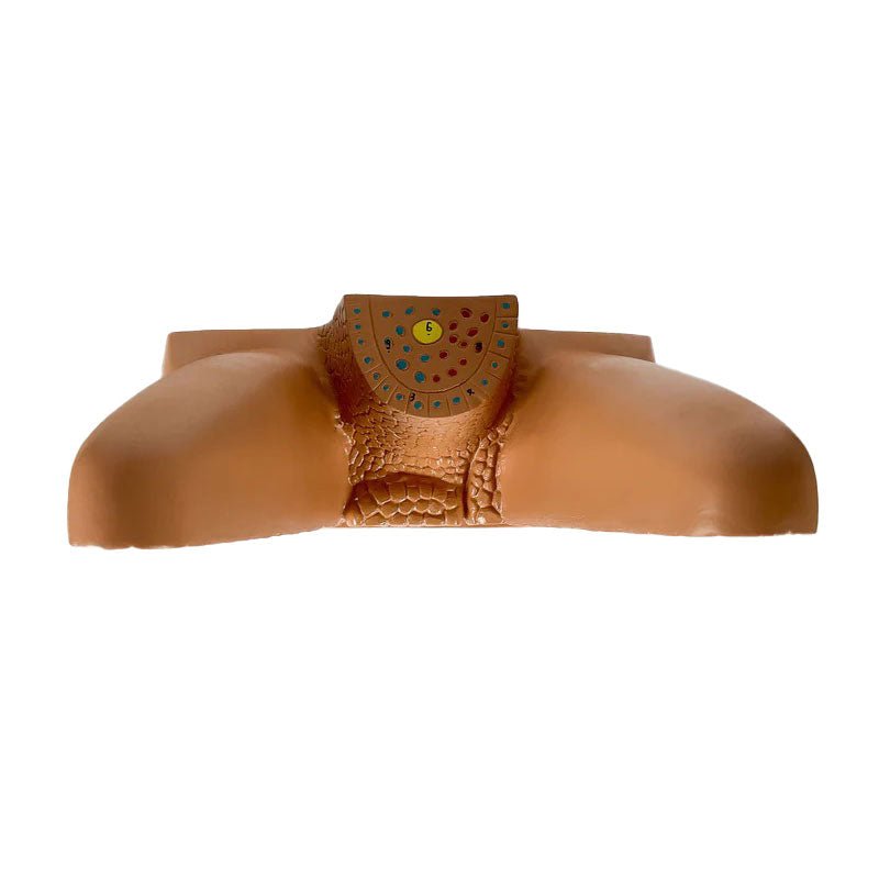 Intestinal Villi Model, 100X Enlarged