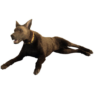 K9 DIESEL Advanced Canine Medical Trainer