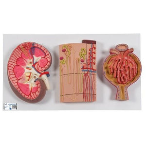 Kidney Section Model with Nephrons, Blood Vessels & Renal Corpuscle, Numbered