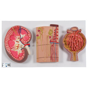 Kidney Section Model with Nephrons, Blood Vessels & Renal Corpuscle, Numbered