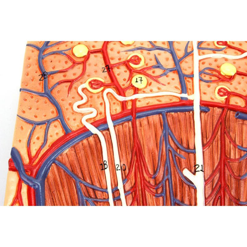 Kidneys, Nephrons, Blood Vessels, & Renal Corpuscle Model, Set of 3