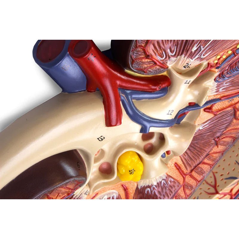 Kidneys, Nephrons, Blood Vessels, & Renal Corpuscle Model, Set of 3