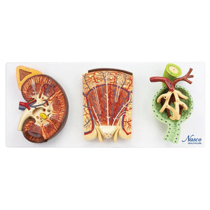 Kidneys, Nephrons, Blood Vessels, & Renal Corpuscle Model, Set of 3