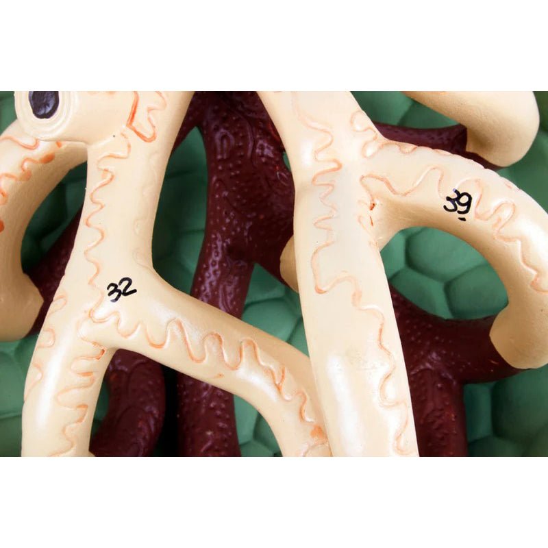 Kidneys, Nephrons, Blood Vessels, & Renal Corpuscle Model, Set of 3