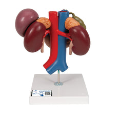 Kidneys with rear organs of the upper abdomen, 3-part