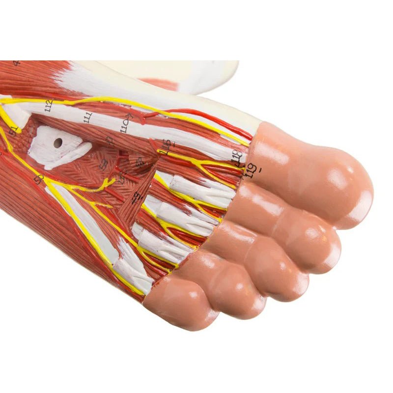 Leg Muscle Model, Detachable, 13 Parts